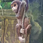 Jungle *